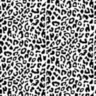 leopard_3_a (1)